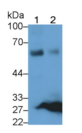Macrophage Receptor With Collagenous Structure (MARCO) Pig Polyclonal Antibody