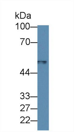 Macrophage Receptor With Collagenous Structure (MARCO) Rat Polyclonal Antibody