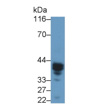 Induced Myeloid Leukemia Cell Differentiation Protein Mcl-1 (MCL1) Mouse Polyclonal Antibody