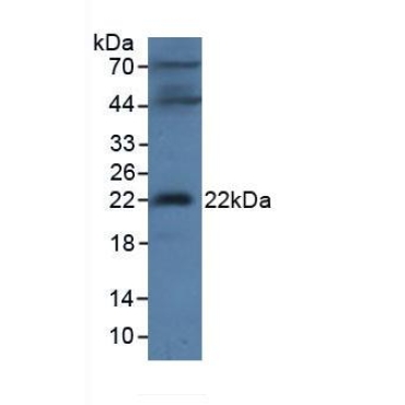 Microfibrillar Associated Protein 2 (MFAP2) Mouse Polyclonal Antibody