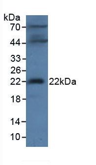 Microfibrillar Associated Protein 2 (MFAP2) Mouse Polyclonal Antibody