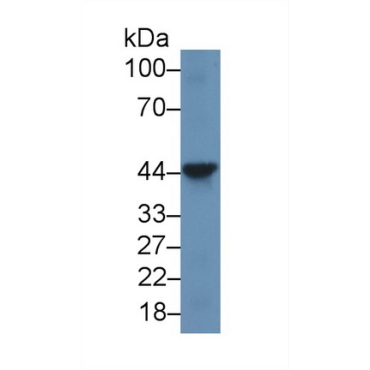 Mitofusin 1 (MFN1) Human Polyclonal Antibody