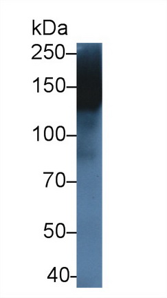 Multimerin 1 (MMRN1) Rat Polyclonal Antibody