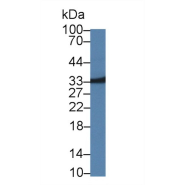 3-Mercaptopyruvate Sulfurtransferase (MST) Mouse Polyclonal Antibody