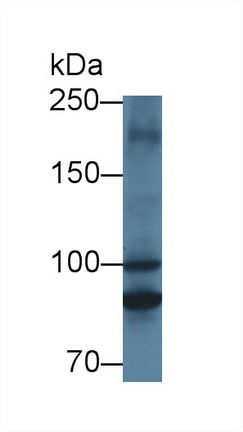 Mitochondrial Translational Initiation Factor 2 (MTIF2) Rat Polyclonal Antibody