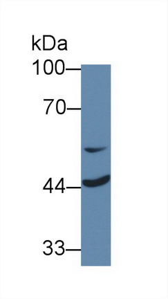 Mitochondrial Tumor Suppressor 1 (MTUS1) Rat Polyclonal Antibody