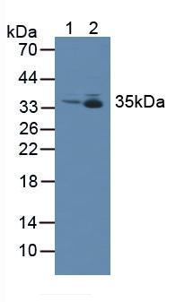 Metaxin 1 (MTX1) Rat Polyclonal Antibody