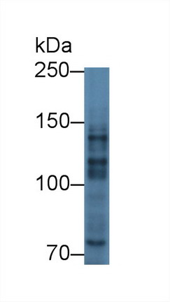 Myelin Transcription Factor 1 (MYT1) Mouse Polyclonal Antibody