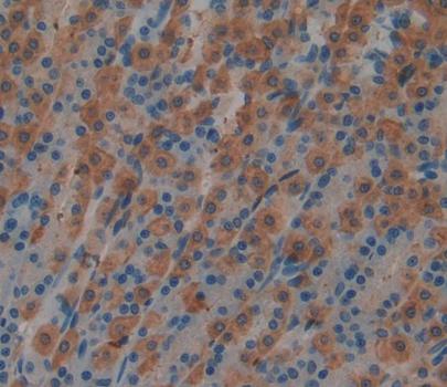 Megakaryocyte Associated Tyrosine Kinase (MATK) Rat Polyclonal Antibody