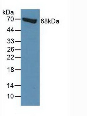 Moesin (MSN) Human Polyclonal Antibody