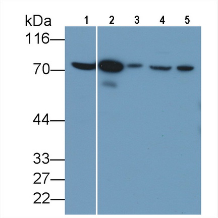 Moesin (MSN) Rat Polyclonal Antibody
