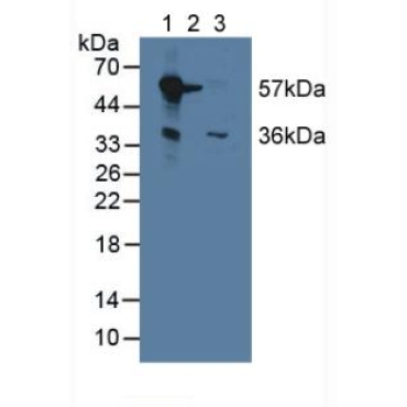 Monoamine Oxidase B (MAOB) Mouse Polyclonal Antibody