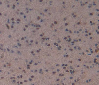 Myocyte Specific Enhancer Factor 2A (MEF2A) Mouse Polyclonal Antibody