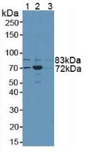 N-Ethylmaleimide Sensitive Factor (NSF) Human Polyclonal Antibody