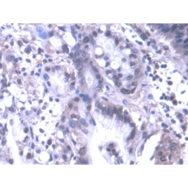Nuclear Factor I/A (NFIA) Human Polyclonal Antibody