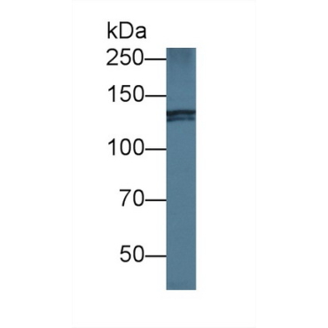 Ninein (NIN) Mouse Polyclonal Antibody
