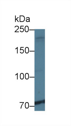 Ninein (NIN) Rat Polyclonal Antibody