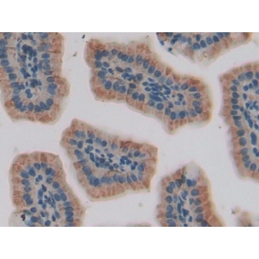 Insulin Like Growth Factor Binding Protein 5 (IGFBP5) Mouse Polyclonal Antibody