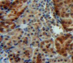 Insulin Like Growth Factor Binding Protein 5 (IGFBP5) Rat Polyclonal Antibody