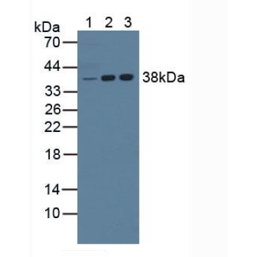 Nucleophosmin 1 (NPM1) Mouse Polyclonal Antibody