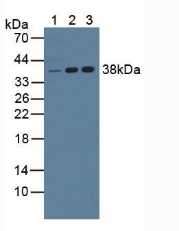 Nucleophosmin 1 (NPM1) Mouse Polyclonal Antibody