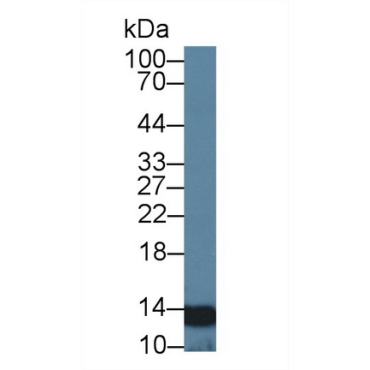 Nuclear Transport Factor 2 (NUTF2) Human Polyclonal Antibody