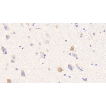 Neurexophilin 1 (NXPH1) Human Polyclonal Antibody