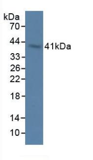 2',5'-Oligoadenylate Synthetase 1 (OAS1) Rat Polyclonal Antibody