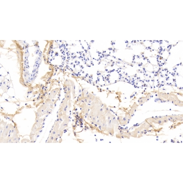 Osteoglycin (OGN) Mouse Polyclonal Antibody