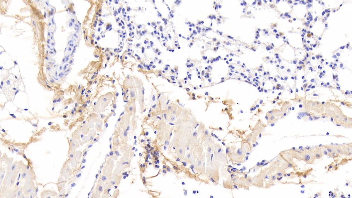 Osteoglycin (OGN) Mouse Polyclonal Antibody