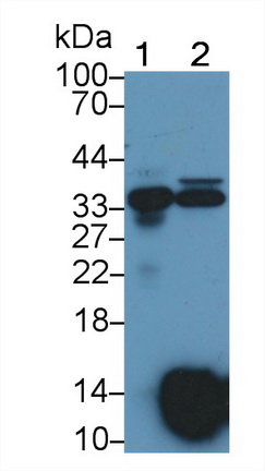 Osteoglycin (OGN) Rat Polyclonal Antibody