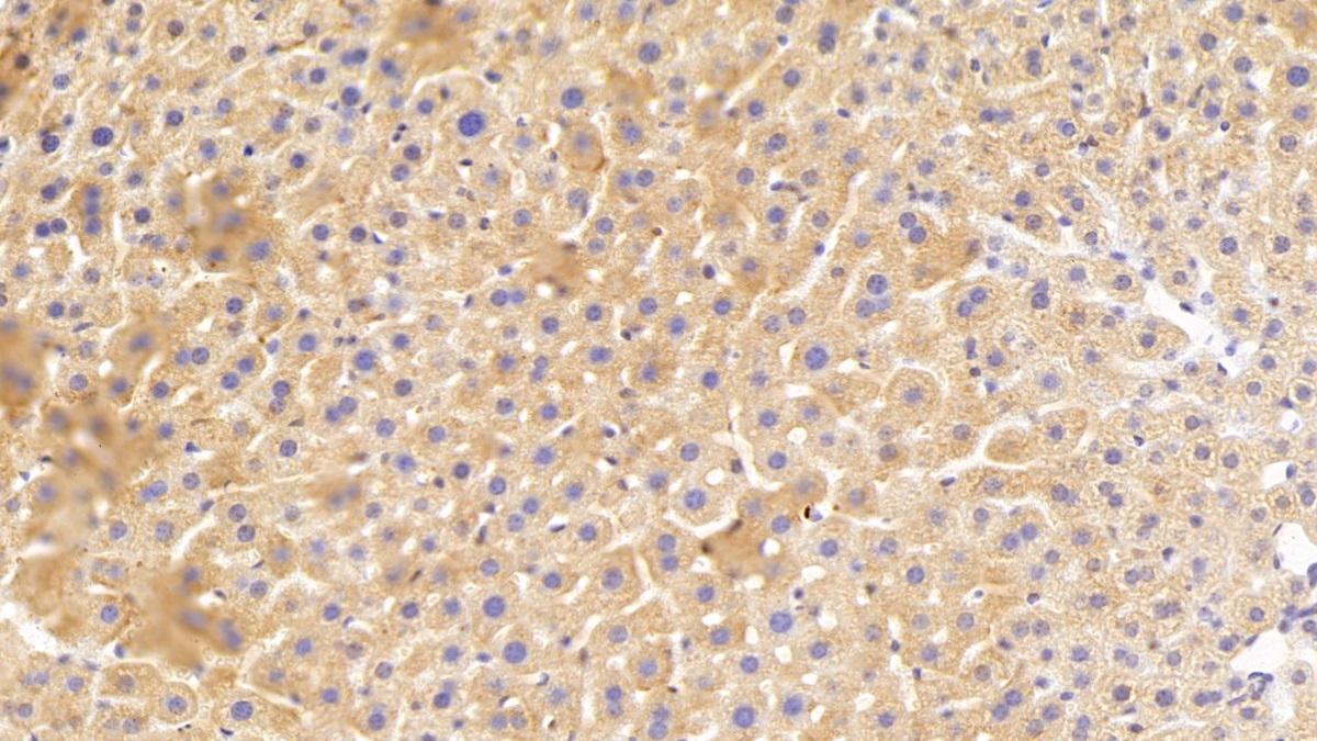 Olfactomedin 3 (OLFM3) Mouse Polyclonal Antibody