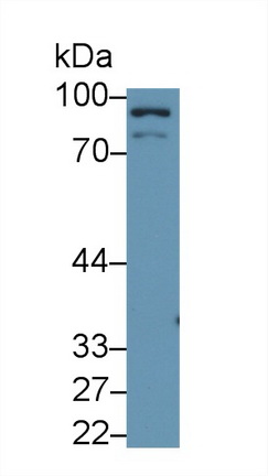 Oligophrenin 1 (OPHN1) Mouse Polyclonal Antibody