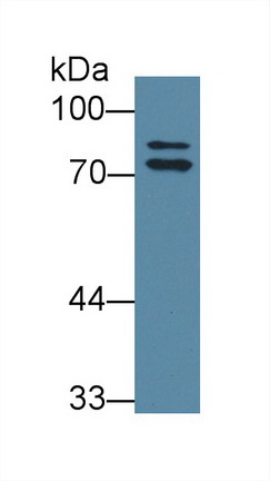 Osteosarcoma Amplified 9 (OS9) Rat Polyclonal Antibody