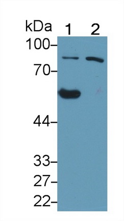 Oxysterol Binding Protein (OSBP) Human Polyclonal Antibody