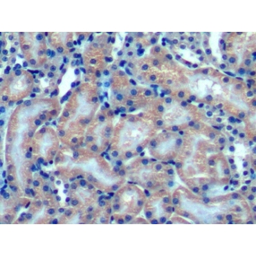Optic Atrophy 3 (OPA3) Mouse Polyclonal Antibody