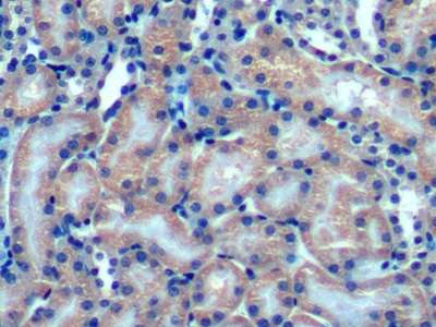 Optic Atrophy 3 (OPA3) Mouse Polyclonal Antibody