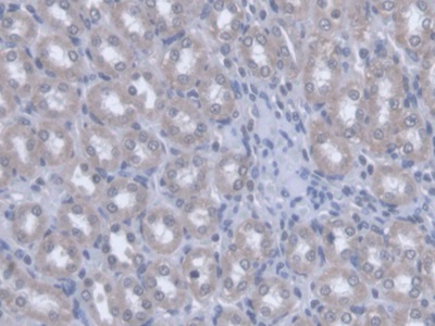 Optic Atrophy 3 (OPA3) Rat Polyclonal Antibody