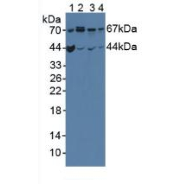 Optineurin (OPTN) Mouse Polyclonal Antibody