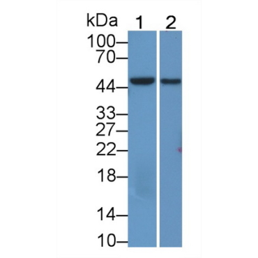 Oxoguanine Glycosylase 1 (OGG1) Mouse Polyclonal Antibody