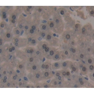 Polymerase DNA Directed Alpha 1 (POLa1) Mouse Polyclonal Antibody
