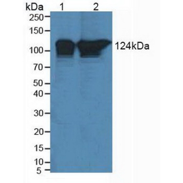 Polymerase DNA Directed Delta 1 (POLd) Human Polyclonal Antibody