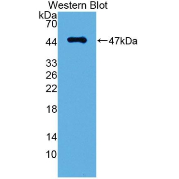 Podoplanin (PDPN) Mouse Polyclonal Antibody