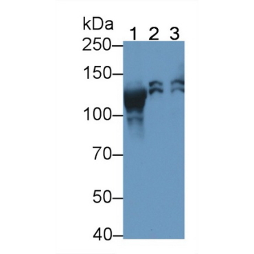 Peroxisomal Biogenesis Factor 1 (PEX1) Human Polyclonal Antibody