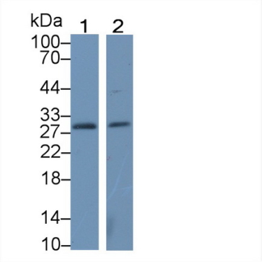 Pyridoxamine-5'-Phosphate Oxidase (PNPO) Human Polyclonal Antibody