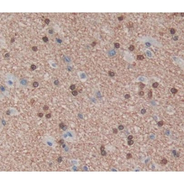 Poly U Binding Splicing Factor 60kDa (PUF60) Human Polyclonal Antibody