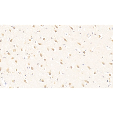Purine Rich Element Binding Protein A (PURA) Human Polyclonal Antibody