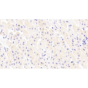 Peptidylglycine Alpha Amidating Monooxygenase (PAM) Human Polyclonal Antibody