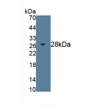 Heparan Sulfate Proteoglycan 2 (HSPG2) Mouse Polyclonal Antibody