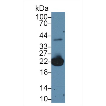 Peroxiredoxin 1 (PRDX1) Mouse Polyclonal Antibody